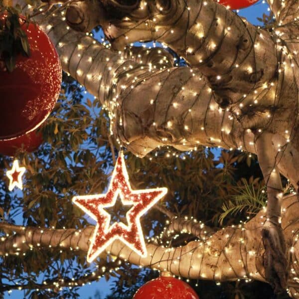 wrapping trees with string lights and hanging christmas star light motif