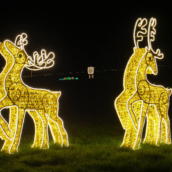 light up reindeers