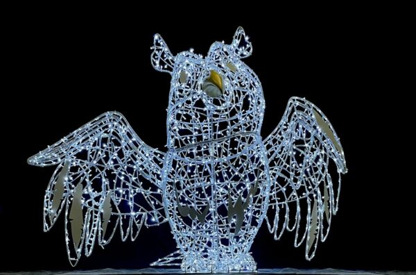 Owl Archibald 325x250x125 Dual WH & BL LED 36v - Image 2