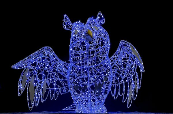 Owl Archibald 325x250x125 Dual WH & BL LED 36v - Image 3