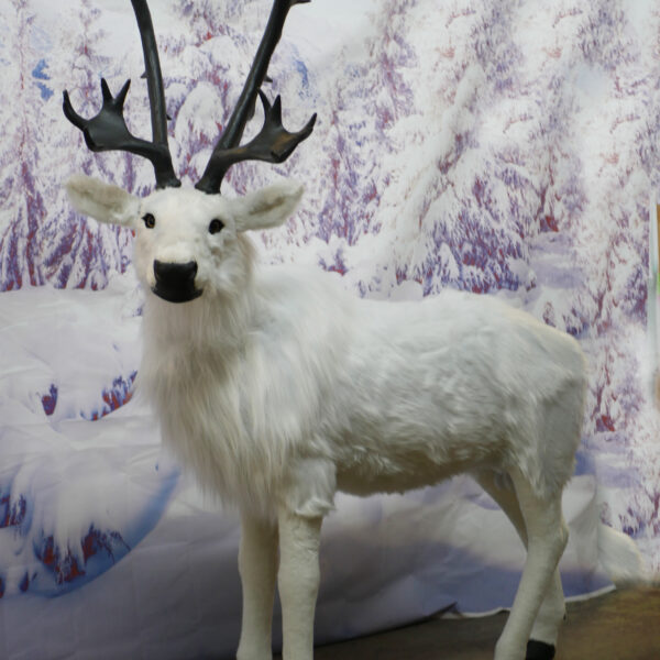 180cm White Reindeer - Image 4
